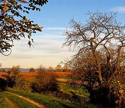 270px-Herbstlandschaft_(am_Rebhang)
