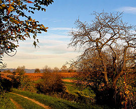 270px-Herbstlandschaft_(am_Rebhang) 270px-Herbstlandschaft_(am_Rebhang)
