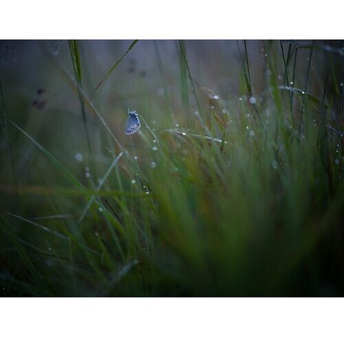 hasselblad-xcd-90mm-f25-v-lens-02